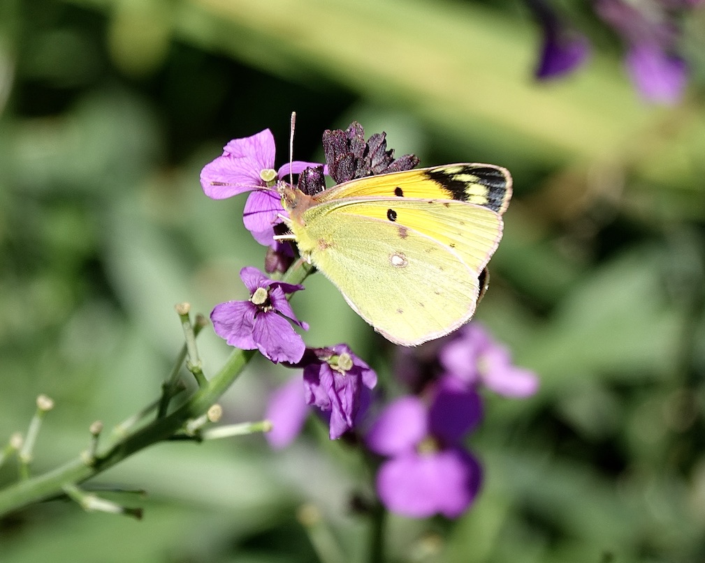 clouded yellow